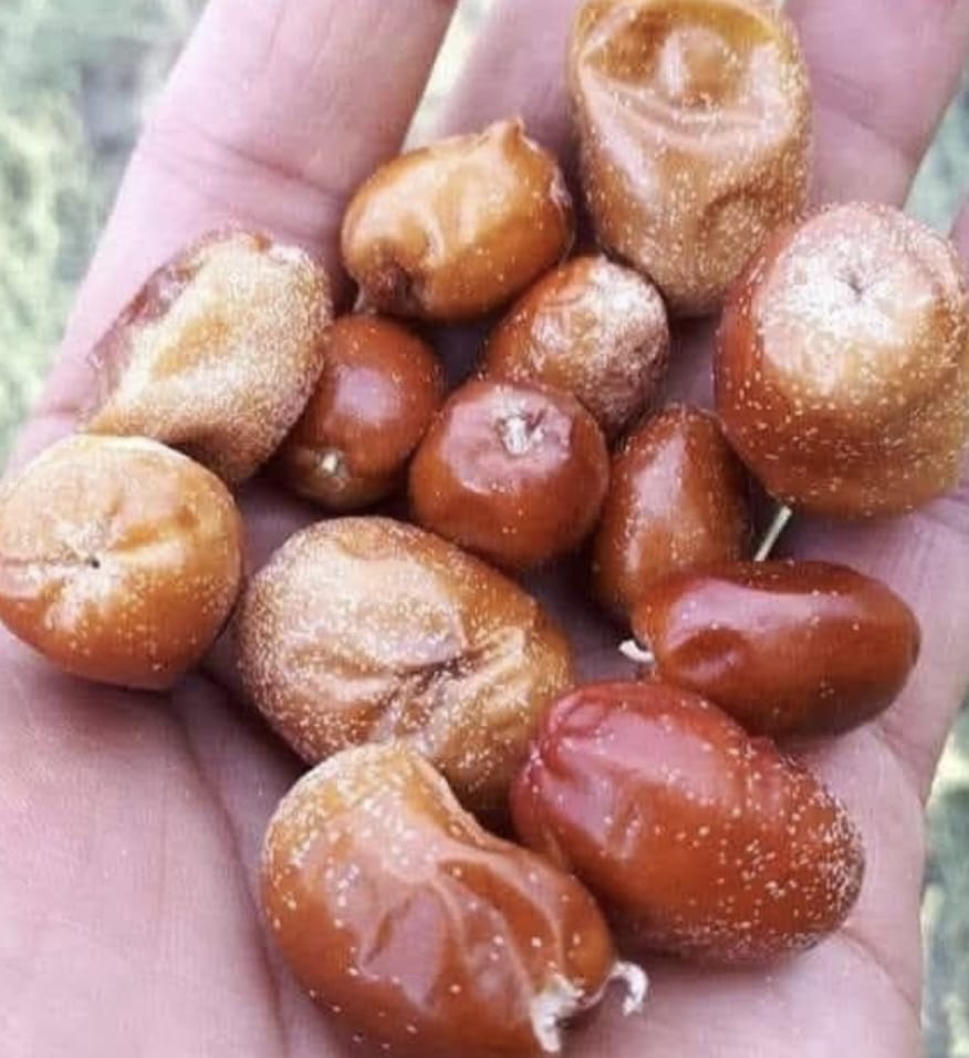 ضلع غذر کی قیمتی قدرتی نعمت