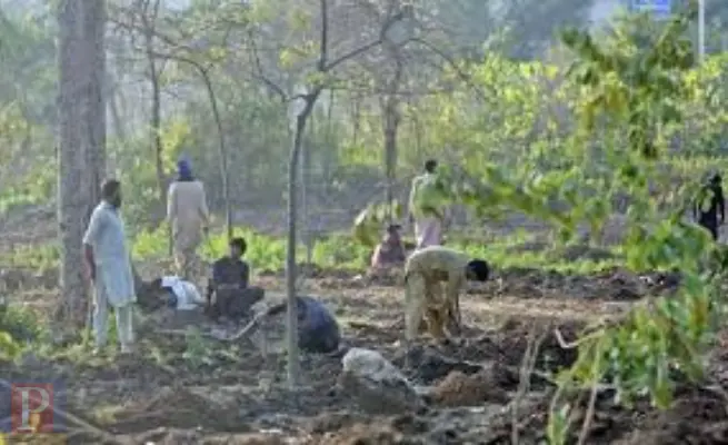 سی ڈی اے کی جانب سے اسلام آباد میں 500 چیڑ کے درخت لگائے گئے| 16 جنوری 2026 2 اسلام آباد