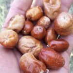 ضلع غذر کی قیمتی قدرتی نعمت