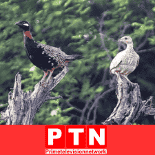 Man Fined Rs. 150,000 for Illegal Partridge Hunting in Punjab